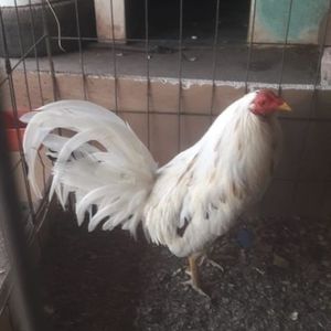 Meet your Posher, Wilmer